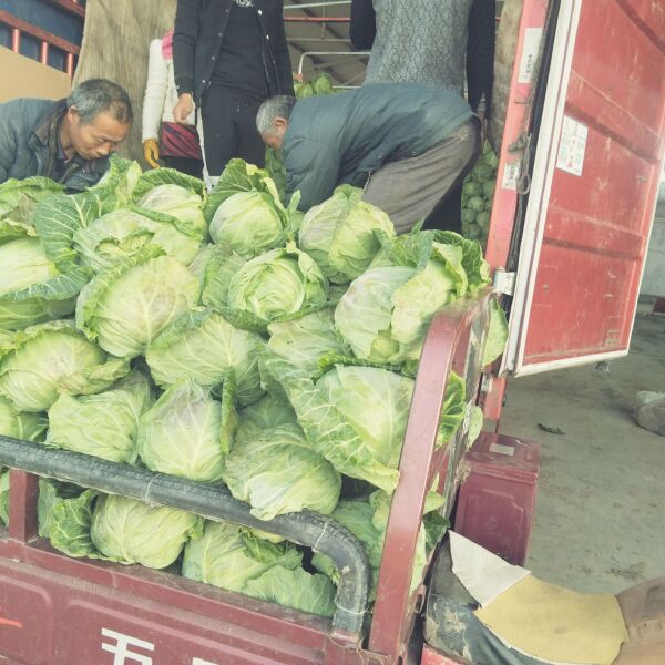 中甘系列  山东精品甘蓝已大量上市