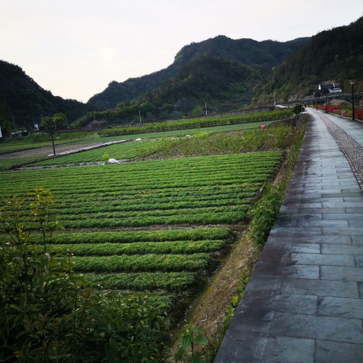 东阳市 浙贝母