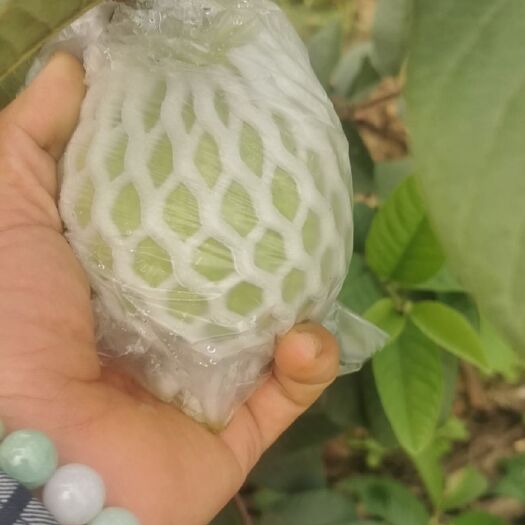 广州珍珠番石榴 珍珠芭乐