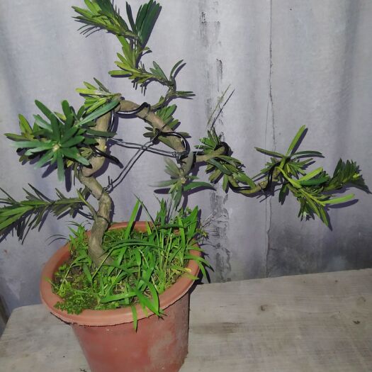 广州雀舌罗汉松 艺术生活，生活的艺术。高品质享受是您的追求，我来发给您！