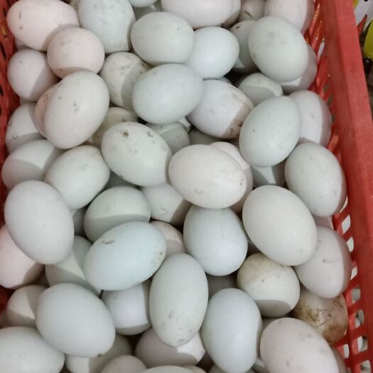 永兴县 大河边鸭蛋