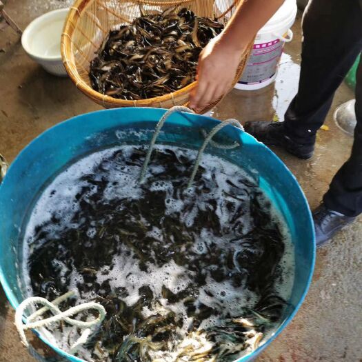 江油市 黄颡鱼，黄骨鱼苗，皮毛好，抗病毒，