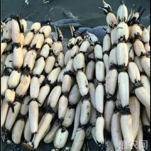 宿迁巨无霸藕种 巨无霸鄂莲9号食用藕(炒吃脆煲汤粉的粉藕种苗)深