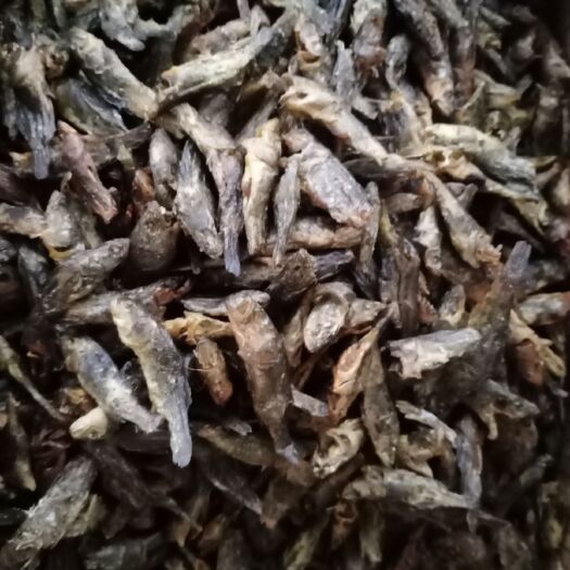 祁东县小鱼干 桂鱼，学校，批发商，餐饮，超市，走江湖专用