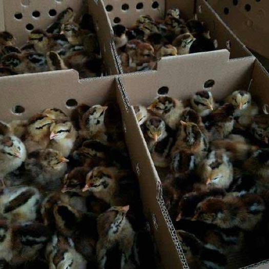 昆明 纯种云南土鸡苗 厂家直销 假一赔十 包活到家