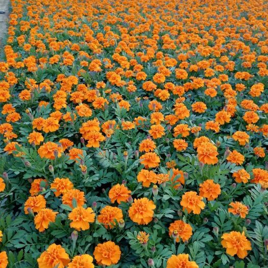 常州 四季草花