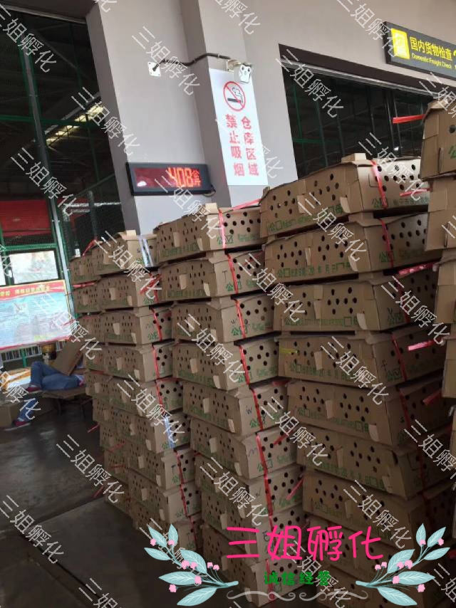  竹丝鸡苗 包打疫苗