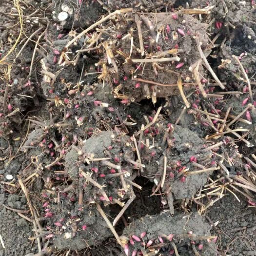 亳州占地芍药  白芍芽