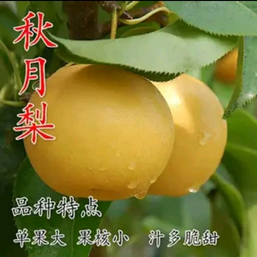 平邑县秋月梨树苗 秋月梨树嫁接苗 耐旱产量高