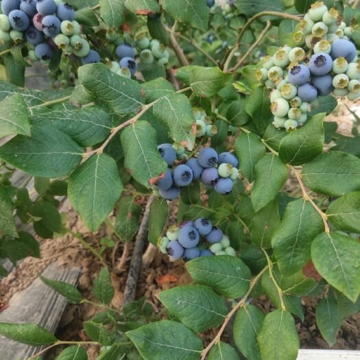 北陆蓝莓 10 - 12mm以上 鲜果