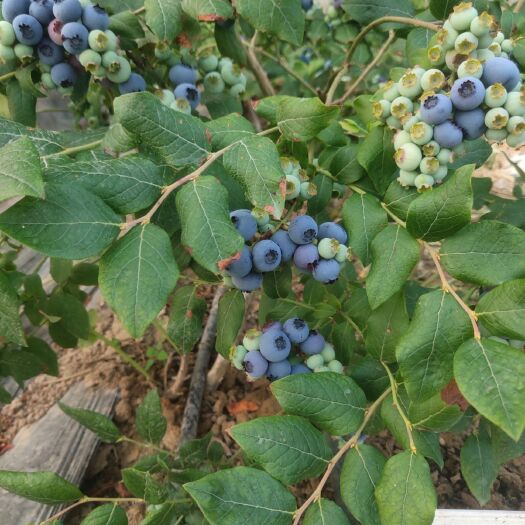 庄河市北陆蓝莓 10 - 12mm以上 鲜果