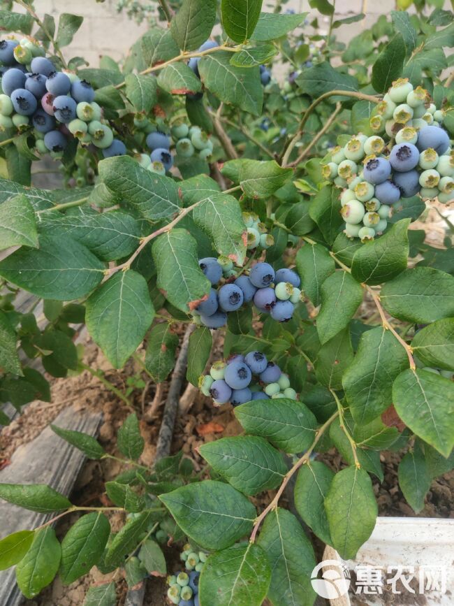 北陆蓝莓 10 - 12mm以上 鲜果