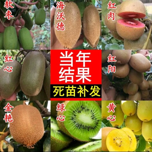 平邑县红心猕猴桃苗 红心猕猴桃嫁接树苗 包成活 包技术