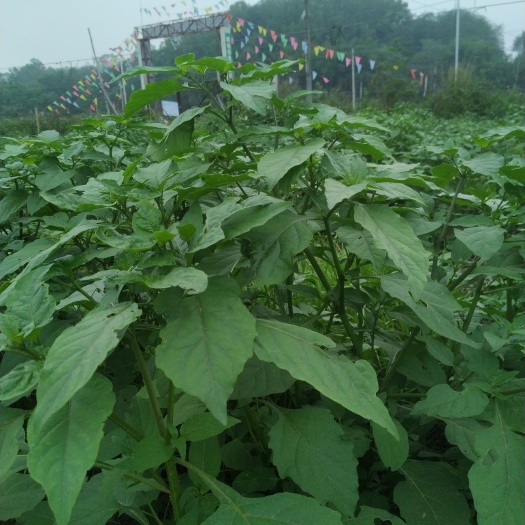 信宜市 日产3千斤起靓白花菜(假辣椒叶)野菜基地