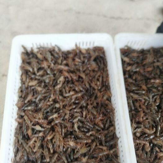 江陵县 优质深水虾苗