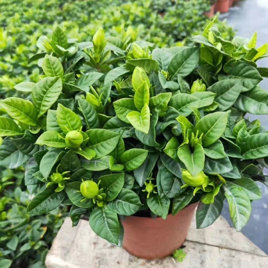 沭阳县 栀子花植物带花苞四季开花枝枝花盆栽室内有香味栀子花苗花苗植物