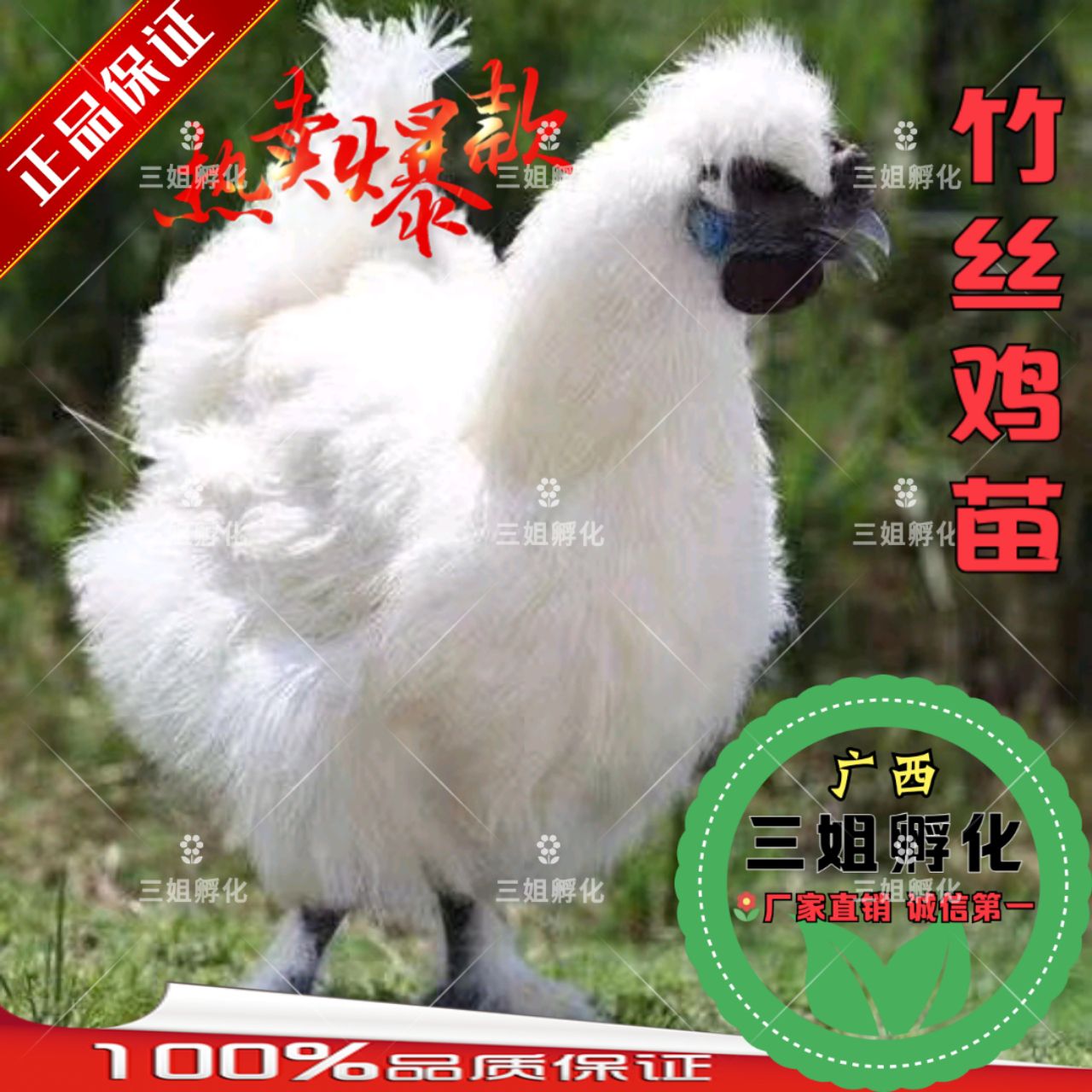  竹丝鸡苗 包打疫苗
