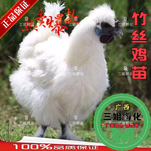 南宁 竹丝鸡苗 包打疫苗