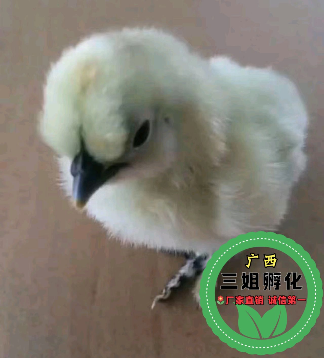  竹丝鸡苗 包打疫苗
