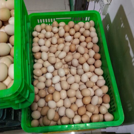 玉林初生蛋 食用 散装