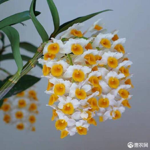 凤庆县 球花石斛