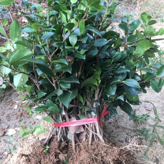 浏阳市茶梅 30～40cm