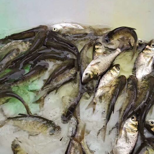 南宁 广西南宁良种鱼苗繁殖场