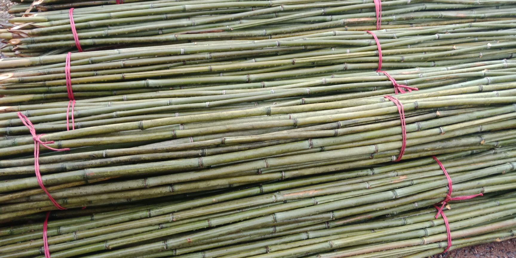菜架竹2.5米，50根一捆
