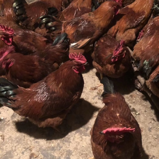 南宁 快大肉鸡型：九斤红/红玉鸡苗，苗大个，嫩口，出厂疫苗