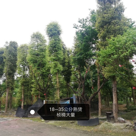 崇州市细叶楠木