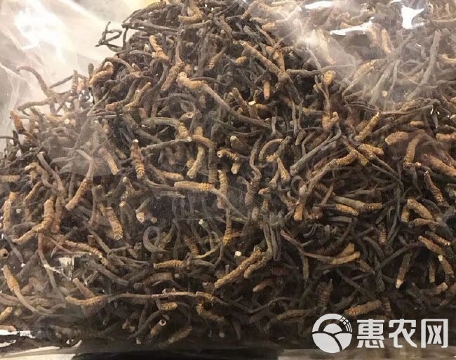 冬虫夏草  断虫草西藏那曲碎断虫草青海玉树自用10克起包