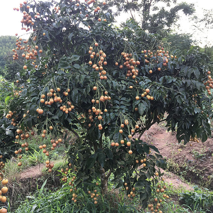 正品黑黄皮果苗嫁接苗南方果树苗地栽盆栽阳台庭院种植广西发货