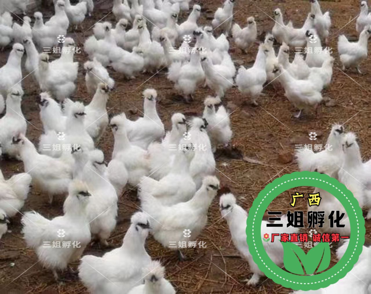  竹丝鸡苗 包打疫苗