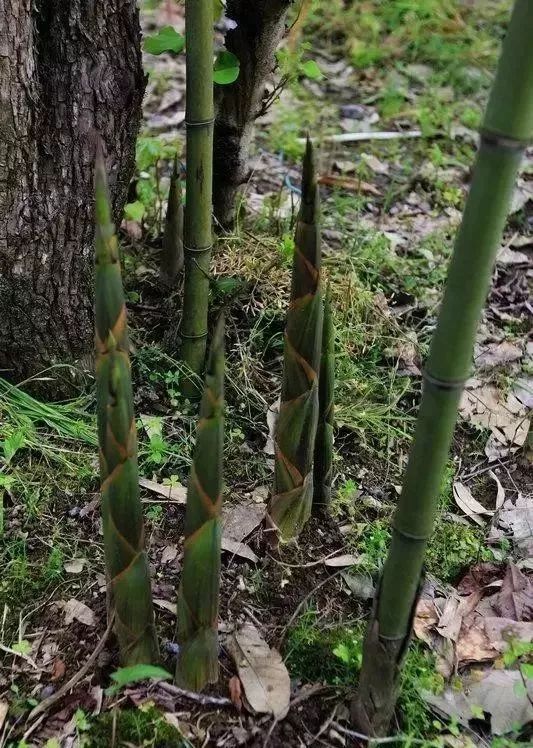  大量供应山竹笋 不带壳带壳均有 保证新鲜