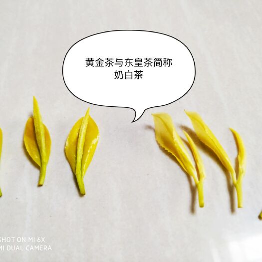 武汉黄金茶白茶 清明时节好茶不多15斤售完没了，600一斤带礼盒装。
