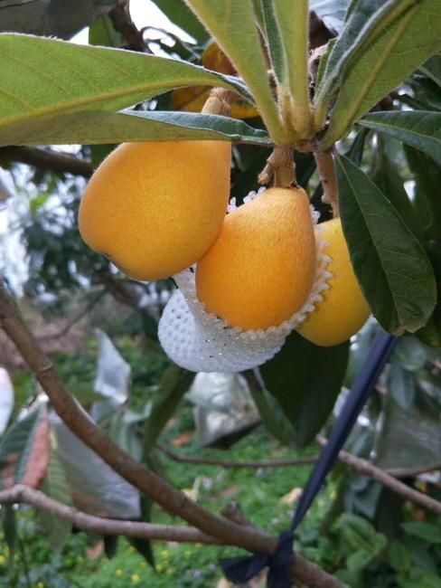 信丰县早钟六号枇杷 0.7 - 1两