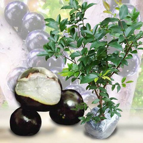 灵山县沙巴嘉宝果苗，四季挂果，保证正品，保质保鲜