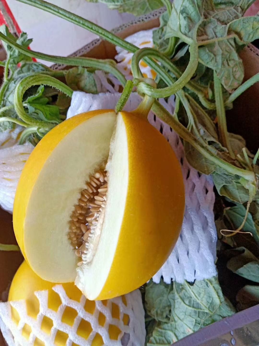 久红瑞甜瓜 久瑞红甜瓜 大量上市实力代收,日供货量10万斤