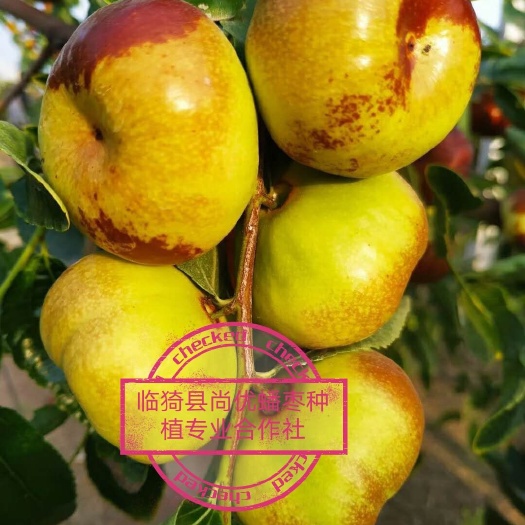 临猗县蟠枣苗  蟠枣接穗