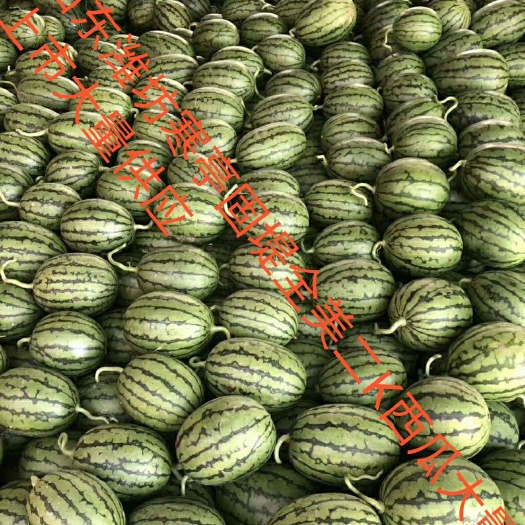 潍坊全美2k西瓜  大量供应早春红玉全美二K西瓜，产地直供