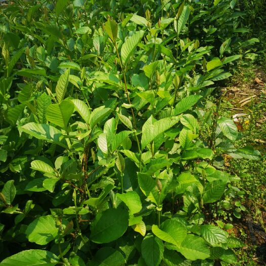 丘北县冬瓜苗 出售，：旱冬瓜树苗，价格实惠