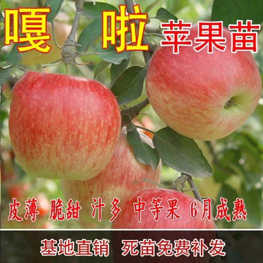 平邑县嫁接苹果树苗 正宗新嘎拉苹果苗红嘎拉 皇家嘎啦苹果苗南方北