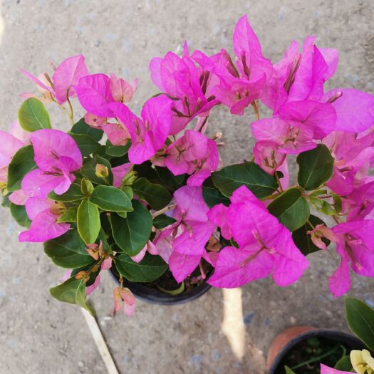 青州市紫花三角梅 多种颜色