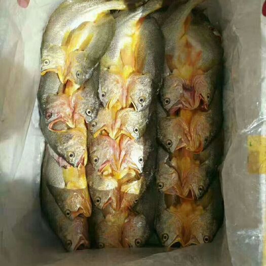 福鼎市 渔之源咸香大黄鱼手工腌制调味新鲜脱脂黄鱼，免杀，免洗，