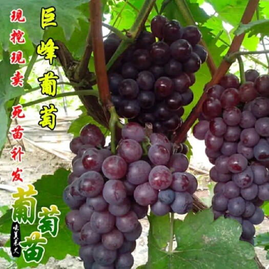 平邑县巨峰葡萄苗 巨峰葡萄嫁接苗 产量高 果实大 品种保证