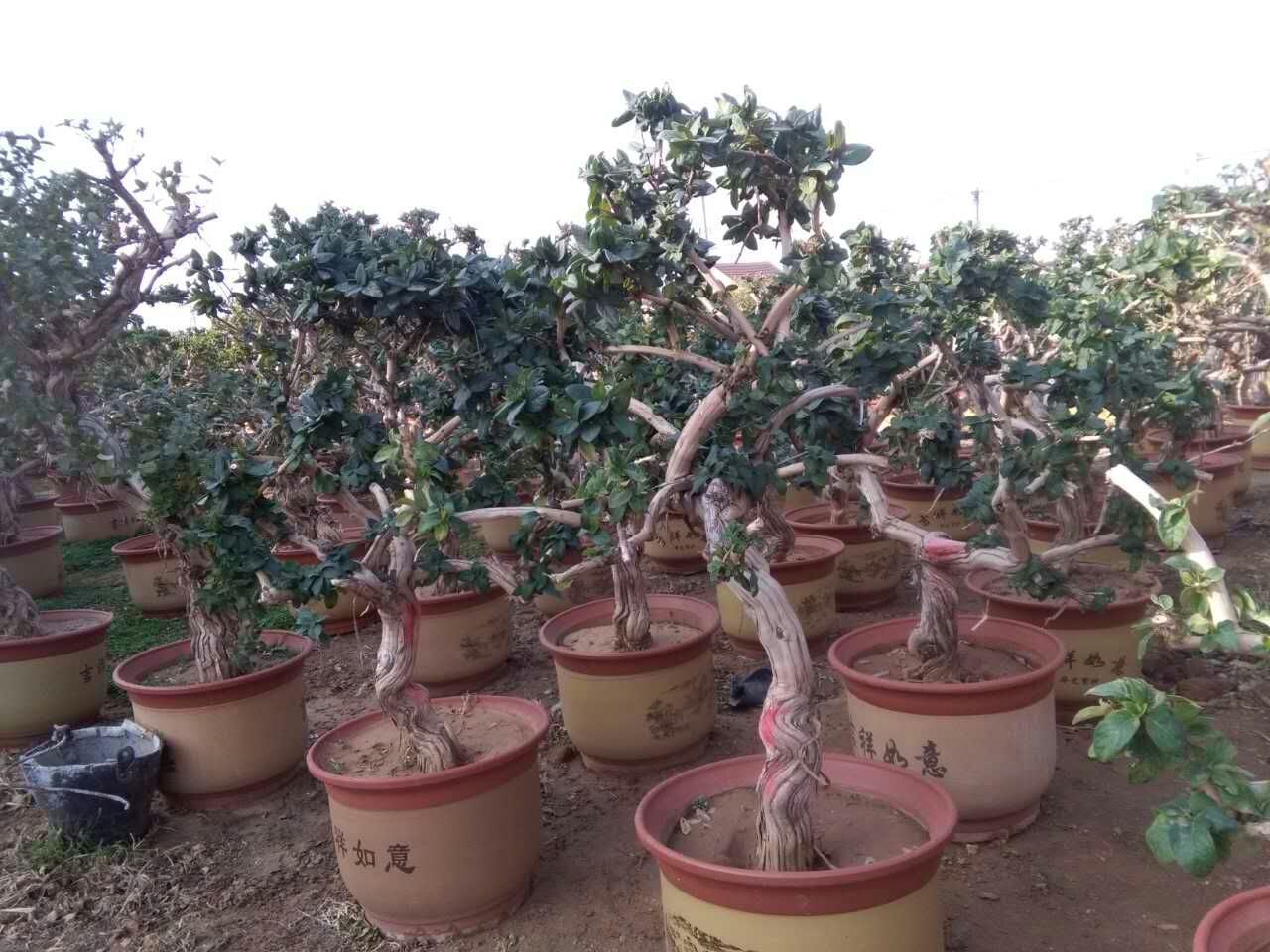 鲁峪一号苗 鲁峪一号，高产；药茶两用，基地直销，包成活量大从优；全国通种