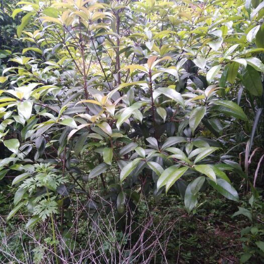汝城县 大量桂花树苗出售。大中小株都有！