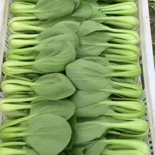 南通上海青  基地常年供应精品青菜，生菜，杭白菜，芹菜等，食品厂等