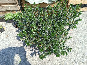  四季开花带花苞金鱼草