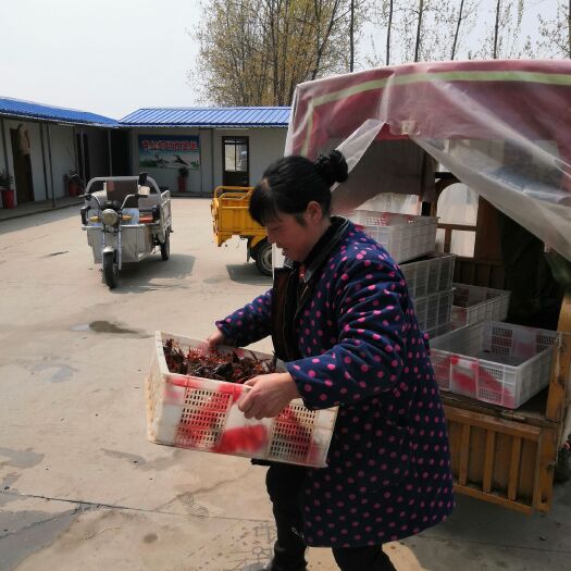 沭阳县 千亩塘口小龙虾/常年出售种虾和虾苗/有地靠近水源就可以养殖